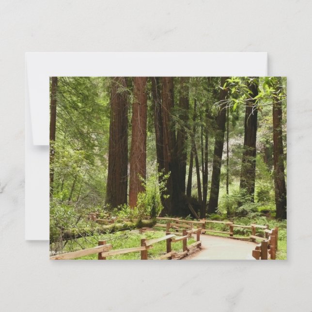 Muir Woods Path I Nature Photography (Front)