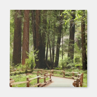 Muir Woods Path I Nature Photography Magnet