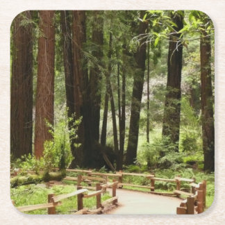 Muir Woods Path I Nature Photography Square Paper Coaster