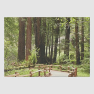 Muir Woods Path I Nature Photography Tissue Paper