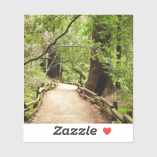 Muir Woods Path II Nature Photography