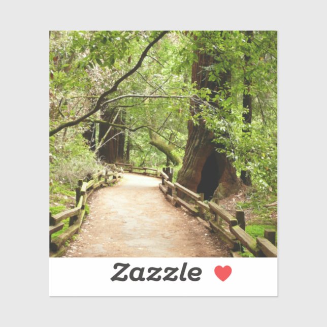 Muir Woods Path II Nature Photography (Sheet)