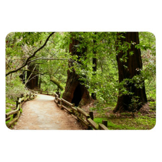 Muir Woods Path II Nature Photography Magnet
