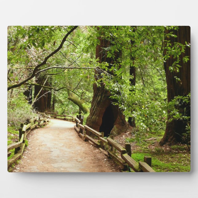 Muir Woods Path II Nature Photography Plaque (Front)