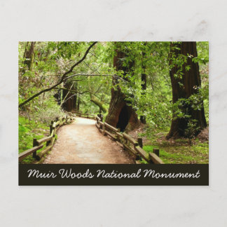 Muir Woods Path II Nature Photography Postcard