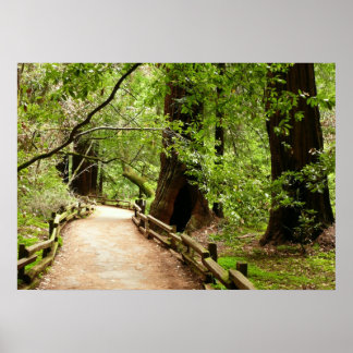 Muir Woods Path II Nature Photography Poster
