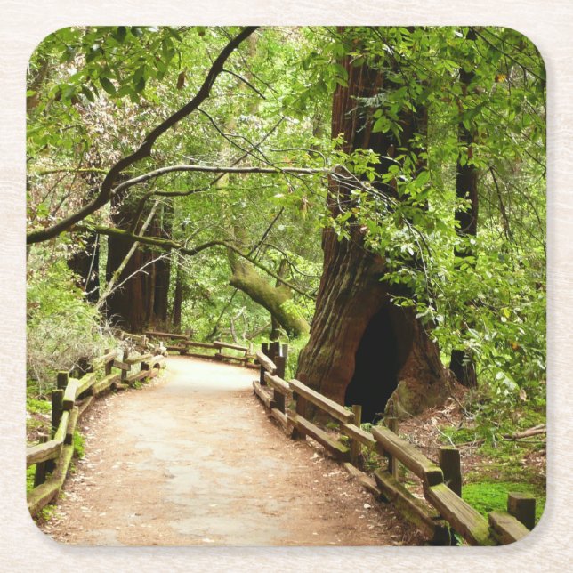 Muir Woods Path II Nature Photography Square Paper Coaster (Front)