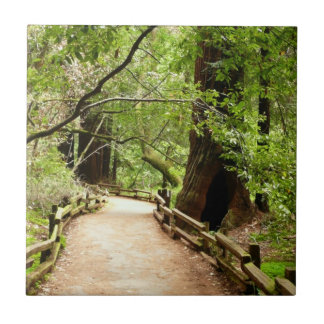 Muir Woods Path II Nature Photography Tile