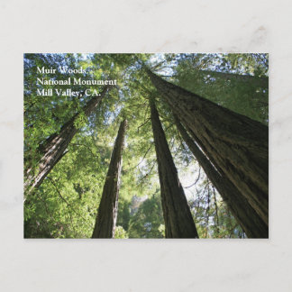 Muir Woods Post Card
