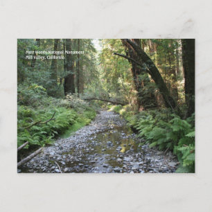 Muir Woods Post Card