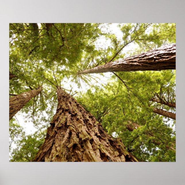 Muir Woods Poster (Front)