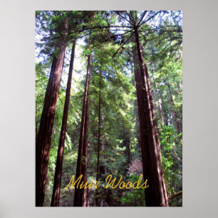 Muir Woods Poster