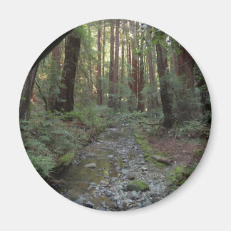 Muir Woods Stream Forest Landscape Magnet