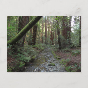 Muir Woods Stream Forest Landscape Postcard
