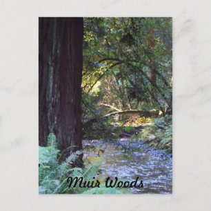Muir Woods Stream Postcard