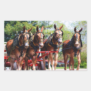 mule days rectangular sticker