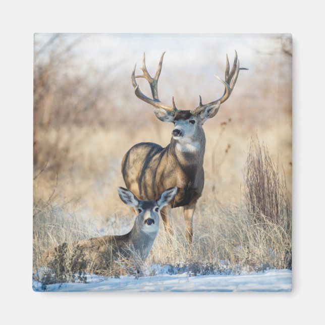 Mule Deer Buck and Doe Magnet (Front)