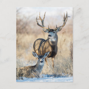 Mule Deer Buck and Doe Postcard