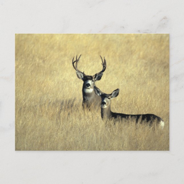 Mule Deer Buck - Doe Postcard (Front)