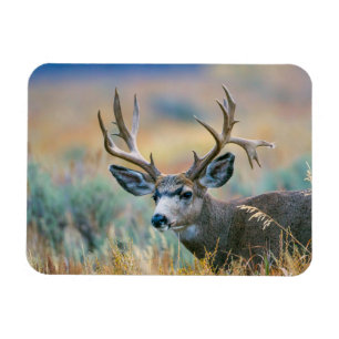 Mule Deer Buck Grand Teton National Park Wyoming Magnet
