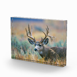 Mule Deer Buck Grand Teton National Park Wyoming Photo Block