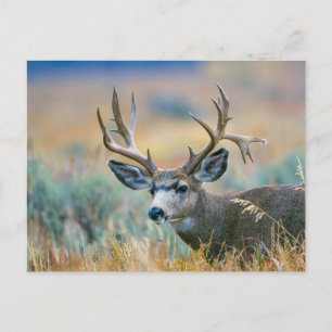 Mule Deer Buck   Grand Teton National Park Wyoming Postcard