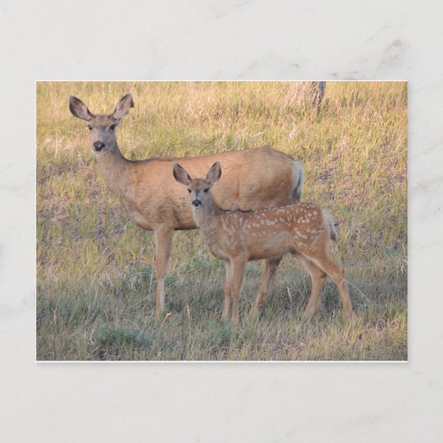 Mule Deer Doe and Fawn Postcard (Front)