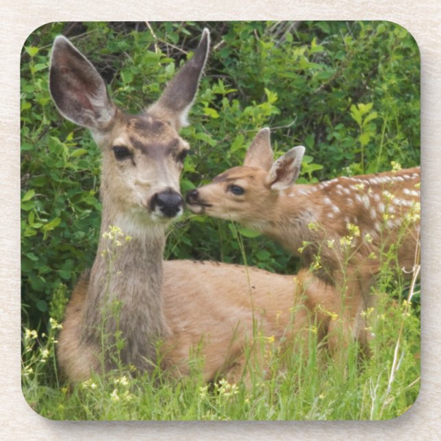 Mule Deer Doe with Fawn Coaster (Front)