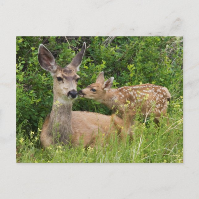 Mule Deer Doe with Fawn Postcard (Front)