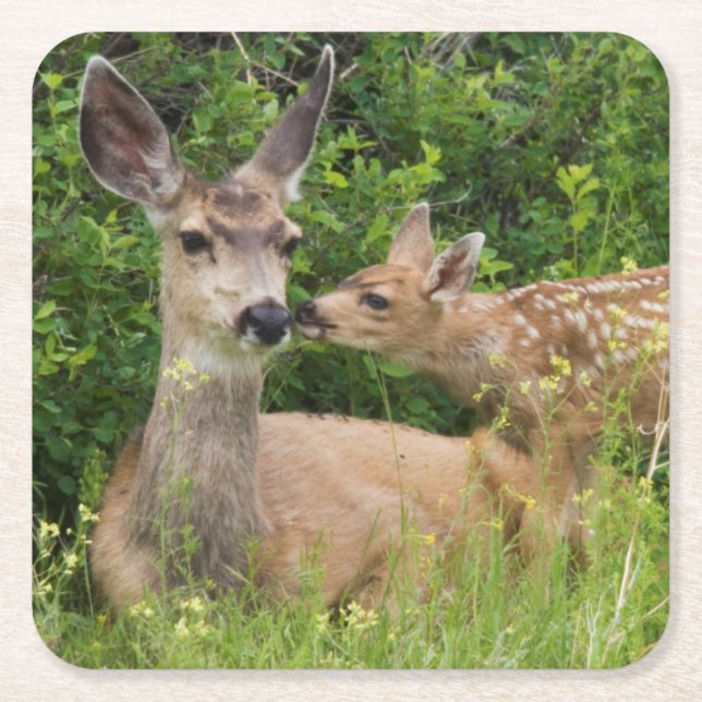 Mule Deer Doe with Fawn Square Paper Coaster (Front)