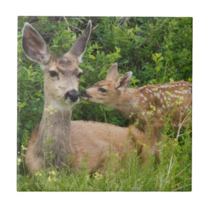 Mule Deer Doe with Fawn Tile