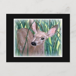 Mule Deer Fawn Postcard