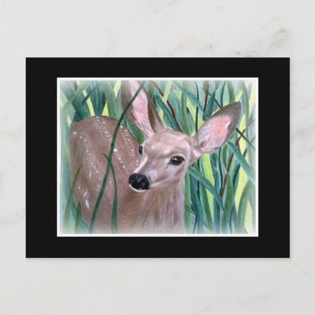 Mule Deer Fawn Postcard (Front)