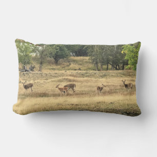 Mule Deer in a Field, Joseph, Oregon Lumbar Cushion