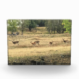 Mule Deer in a Field, Joseph, Oregon Photo Block