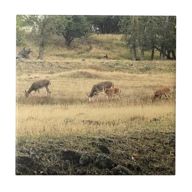 Mule Deer in a Field, Joseph, Oregon Tile (Front)