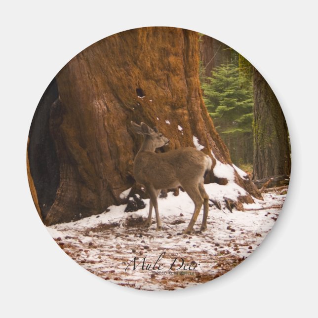 Mule Deer Magnet (Front)