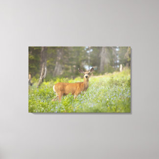 Mule Deer (Odocoileus hemionus) in meadow Canvas Print