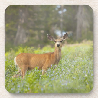 Mule Deer (Odocoileus hemionus) in meadow Coaster