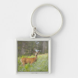 Mule Deer (Odocoileus hemionus) in meadow Key Ring