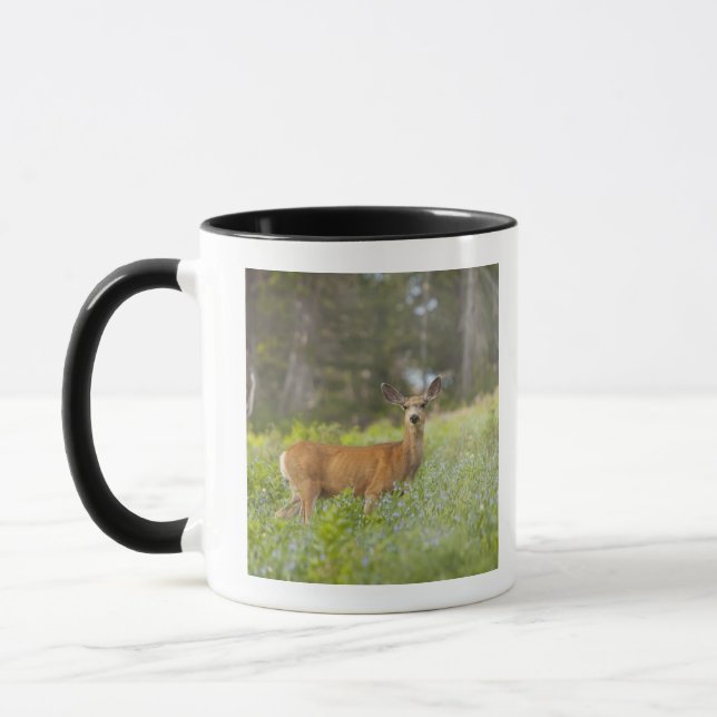 Mule Deer (Odocoileus hemionus) in meadow Mug (Left)