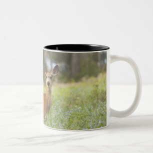 Mule Deer (Odocoileus hemionus) in meadow Two-Tone Coffee Mug