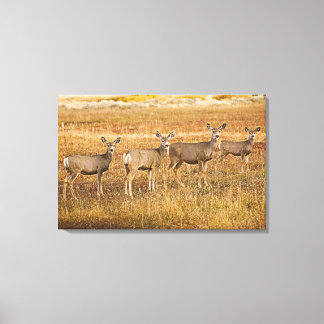 Mule deer (Odocoileus hemionus) One on left with Canvas Print