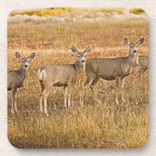 Mule deer (Odocoileus hemionus) One on left with Coaster
