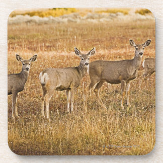 Mule deer (Odocoileus hemionus) One on left with Coaster