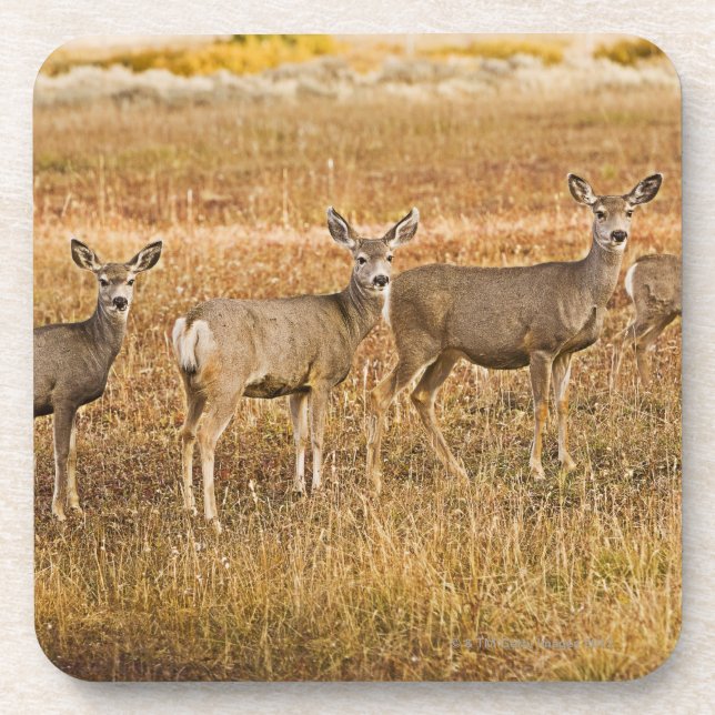 Mule deer (Odocoileus hemionus) One on left with Coaster (Front)