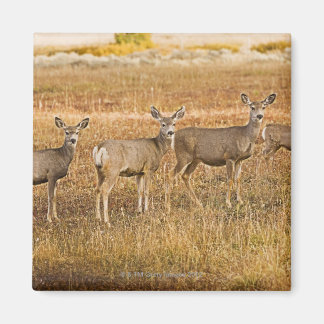 Mule deer (Odocoileus hemionus) One on left with Magnet