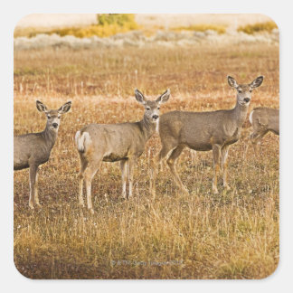 Mule deer (Odocoileus hemionus) One on left with Square Sticker