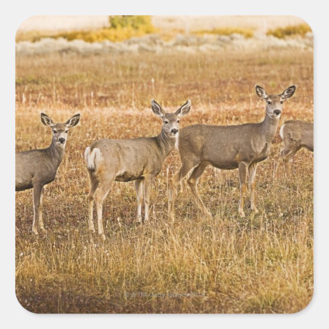 Mule deer (Odocoileus hemionus) One on left with Square Sticker (Front)
