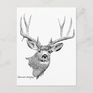 Mule Deer Postcard